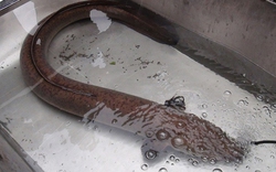 Nghệ An: Bắt được lươn khổng lồ dài 1,5 mét, nặng gần 10 kg