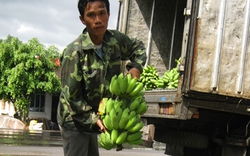 Khánh Hòa: Nông dân trồng chuối thất thu