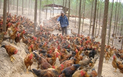 Gắn tem hàng hiệu cho 6 triệu con gà: Khó nên gắn vào... lồng