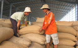 Đề xuất dừng quy hoạch phát triển kho chứa lúa