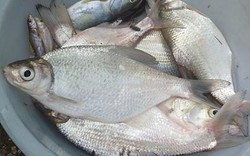 ĐBSCL: Sản lượng cá tự nhiên ngày càng giảm
