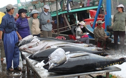 Giá cá ngừ đại dương giảm, tiêu thụ khó