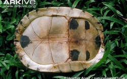 Ba loài rùa &#34;biến hình&#34; lạ lùng nhất Việt Nam