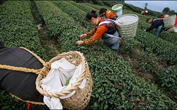 Hàng trăm triệu nông dân Trung Quốc muốn được “đô thị hóa”