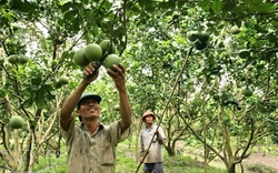 Tết sung túc nhờ bưởi da xanh VietGAP