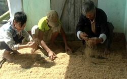 Phú Yên: Nông dân thiệt hại nặng do lúa ngập