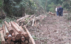 Ngang nhiên chặt phá rừng của dân
