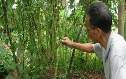 Chùm ngây - cây quý bị lãng quên