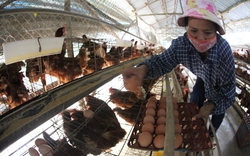 Đằng sau đợt tăng giá trứng: Người chăn nuôi không được lợi