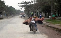 Thanh Hóa: Ném lợn chết dịch ra sông