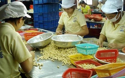 Đề xuất đổi gạo Việt Nam lấy điều châu Phi