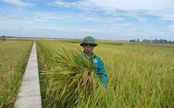 Trồng lúa không chỉ để lấy gạo ăn