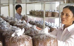 Hà Tĩnh: Cấp chứng chỉ nghề trồng nấm cho 28 nông dân