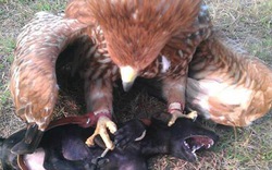 Kinh hoàng chim ưng săn chó, giết gà ở TP HCM