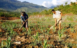 Huyện Sìn Hồ &#40;Lai Châu&#41;: Trồng 146ha ngô đông