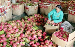 Tiền Giang: Thanh long ruột đỏ bị ép giá