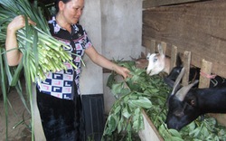 Người dân Sơn La: Vượt khó nhờ chăn nuôi 