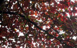 Thị xã Sơn Tây rực đỏ trong mùa bàng trút lá