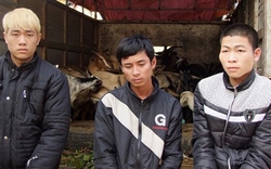 Lạng Sơn: Đêm khuya vào trói chủ trang trại, cướp đàn dê
