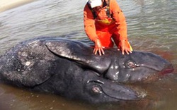 Lần đầu phát hiện cá voi song sinh dính liền kỳ dị