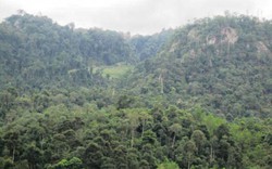 Lâm Đồng: Điều chỉnh quy hoạch 3 loại rừng 