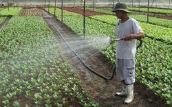 TP.HCM: Dành hơn 82.000ha đất cho sản xuất nông nghiệp