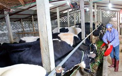 Hà Nội: Đẩy mạnh quy mô đàn bò sữa Ba Vì