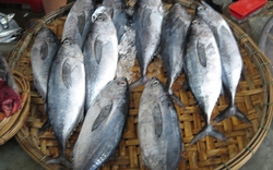 Quảng Ngãi: Ngư dân trúng đậm cá ngừ, cá thu