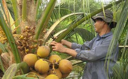 Xã Lê Minh Xuân chuyển đổi cơ cấu cây trồng giá trị cao