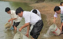 Bình Định:  Thả cá trên đầm Trà Ổ