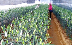 Kon Tum: Hơn 22.000 cây hoa ly được đặt mua