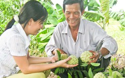 Bà Rịa - Vũng Tàu: 35 nông dân được cấp chứng chỉ nghề trồng cây ăn quả
