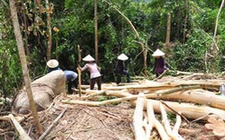 Nhà máy chế biến gỗ  “đói” nguyên liệu
