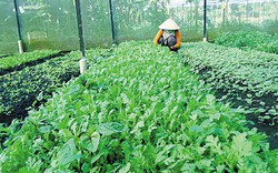 Lâm Đồng: Chỉ 3% số mẫu rau không an toàn