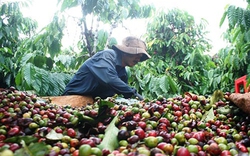 Người trồng cà phê găm hàng chờ giá cao