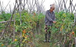 Cải thiện môi trường từ dự án CEDO: Nông dân khỏe hơn và tiết kiệm chi phí