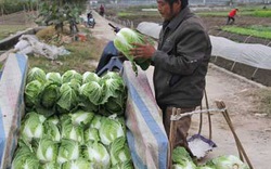 Giá rau trước tết...    lao dốc