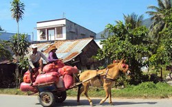 Xe ngựa Bảy Núi: Nghề của cha ông