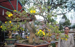 Độc sầu mai bonsai Bình Định