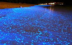 Thủy triều biển sáng rực kỳ bí trong đêm