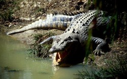 Sốc: Bé trai 12 tuổi bị cá sấu nuốt chửng ở Australia