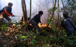 Mùng 3 Tết, cháy rừng tấn công Vườn Quốc gia Hoàng Liên