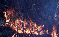 Cháy rừng ở VQG Hoàng Liên: Chủ yếu cháy cỏ lau