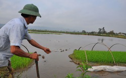 Nông dân hồ hởi xuống đồng khai xuân