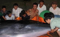 Quảng Ninh: Cả trăm người rẽ nước đưa cá voi nặng 2 tấn về với biển