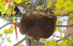 Kỳ lạ: Tổ ong cực lớn trên... cây mai