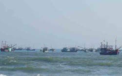 Quảng Nam: Ngư dân “hốt bạc” nhờ tôm hùm nhí