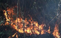 Cháy rừng lại tấn công Sa Pa