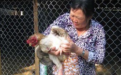 Kinh nghiệm nuôi gà Đông Tảo thu bạc triệu
