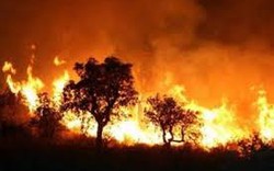 290 điểm “nóng” có nguy cơ cháy rừng